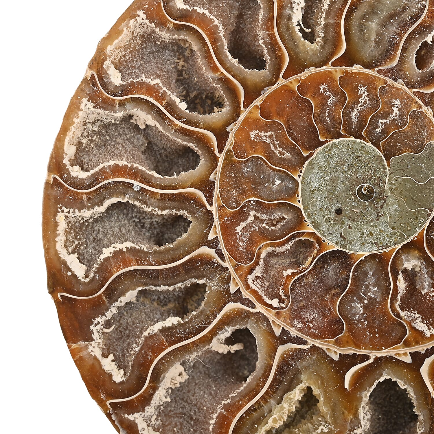 Ammonite Pair 5-6 Inch 2721ctw