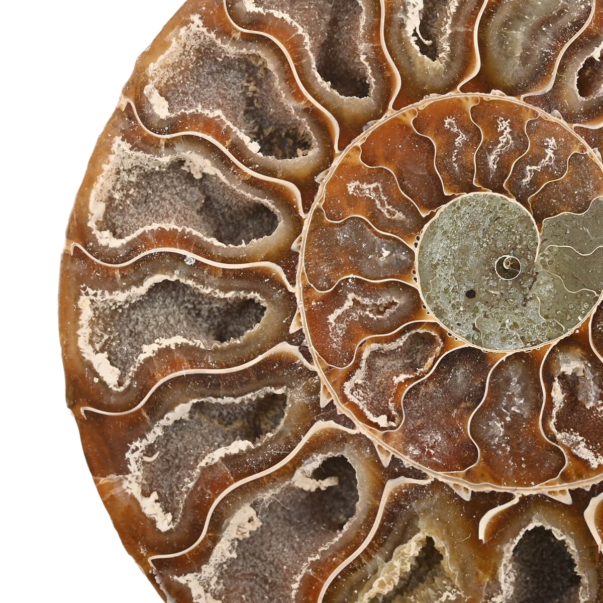 Ammonite Pair 5-6 2721ctw image number 2