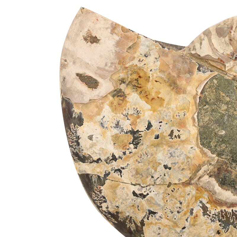 Ammonite Pair 5-6 Inch 2721ctw