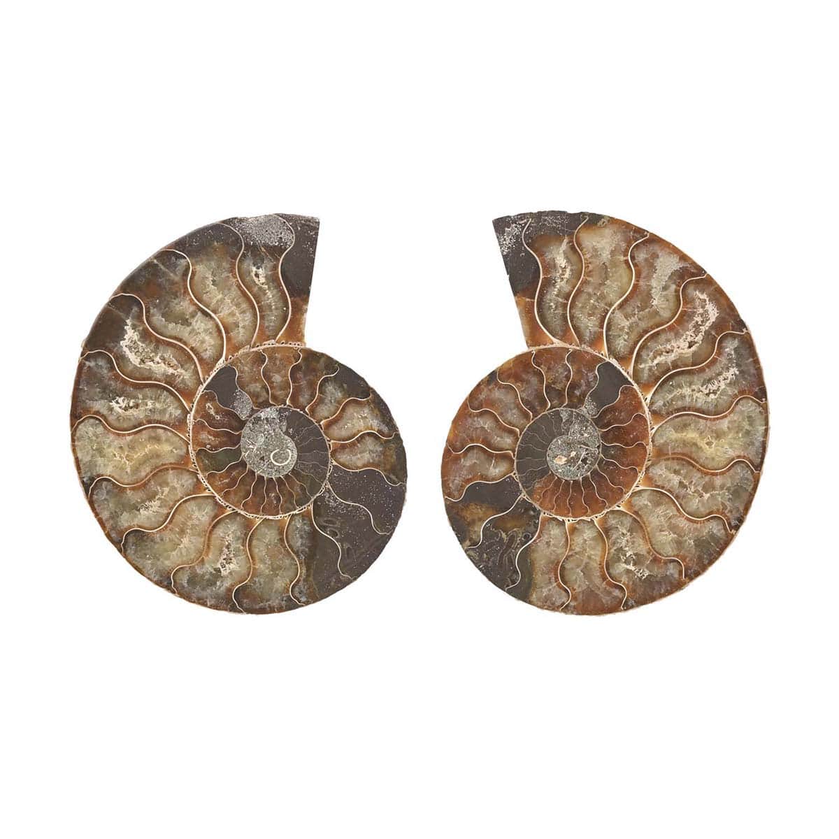 Ammonite Pair 10-12 19504ctw image number 0