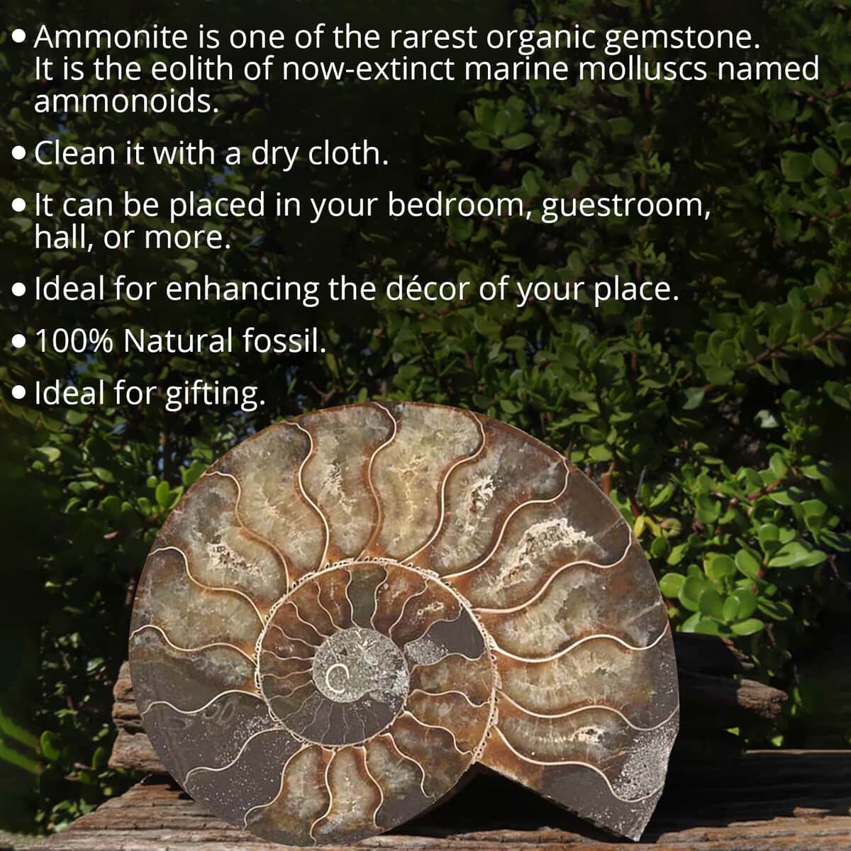 Ammonite Pair 10-12 19504ctw image number 1