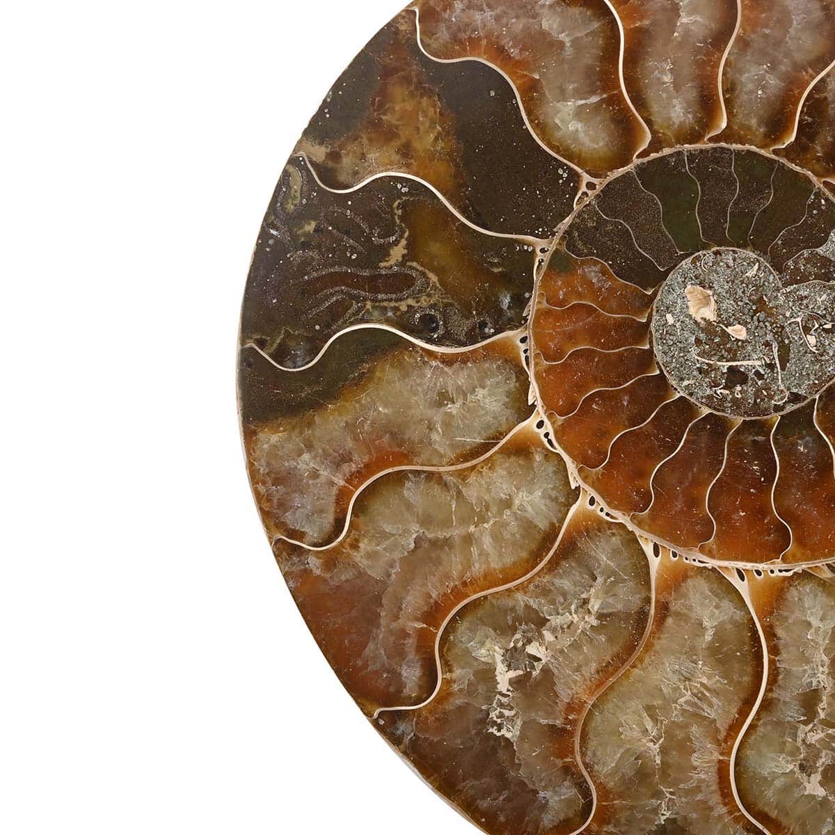 Ammonite Pair 10-12 19504ctw image number 2