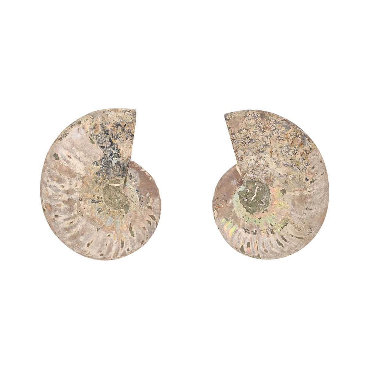 Ammonite Pair 10-12 19504ctw image number 4