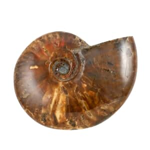 Whole Sutured Ammonite 7-8 Approx 5443ctw