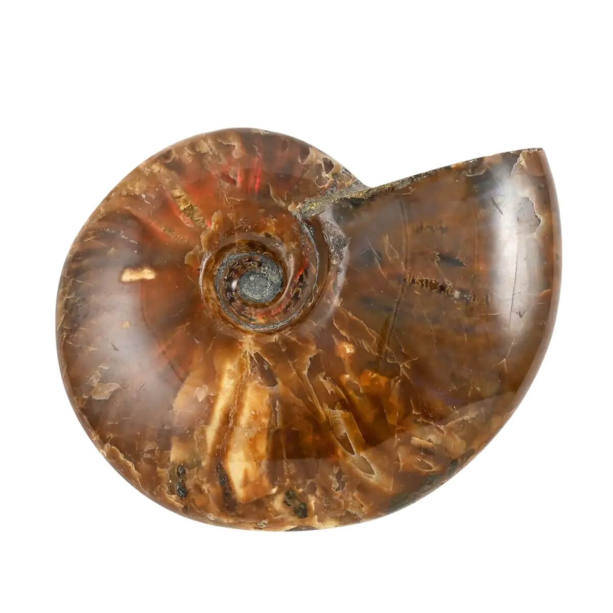 Red Ammonite Figurine -S Approx. 670ctw image number 0