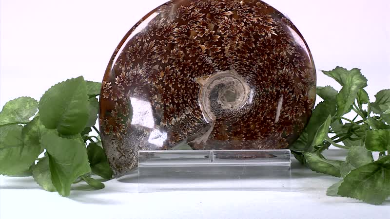 Red Ammonite Figurine -S Approx. 670ctw