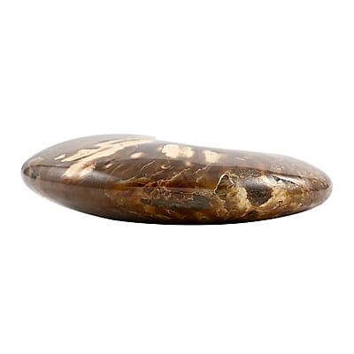 Whole Sutured Ammonite 7-8 Approx 5443ctw