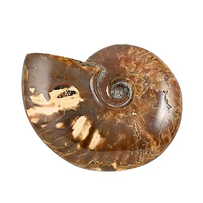 Whole Sutured Ammonite 7-8 Approx 5443ctw
