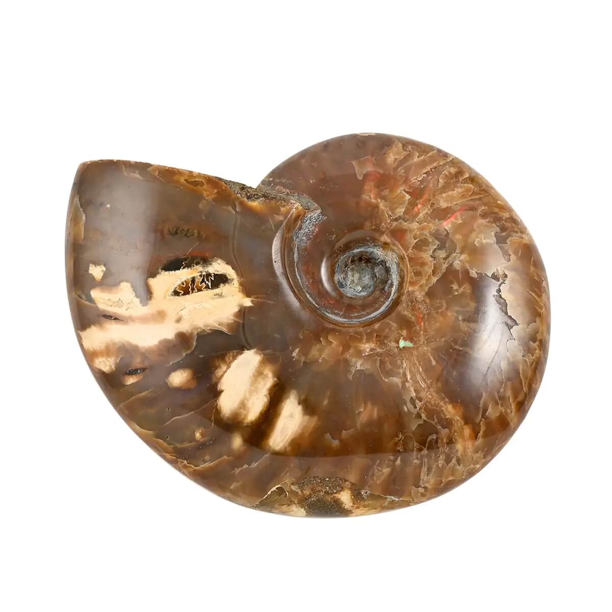 Red Ammonite Figurine -S Approx. 670ctw image number 5
