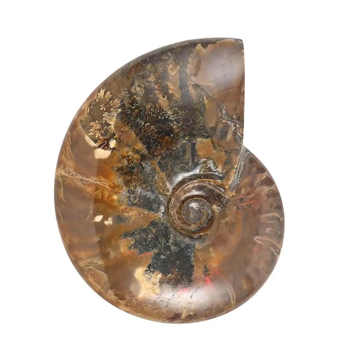 Red Ammonite -M (Approx. 1150 ctw) image number 0