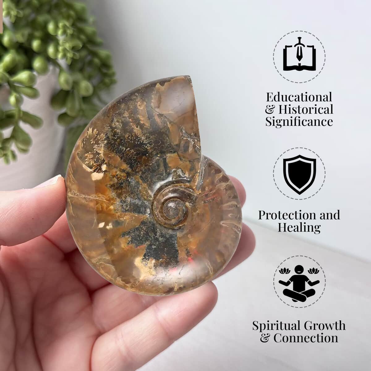 Red Ammonite -M (Approx. 1150 ctw) image number 1