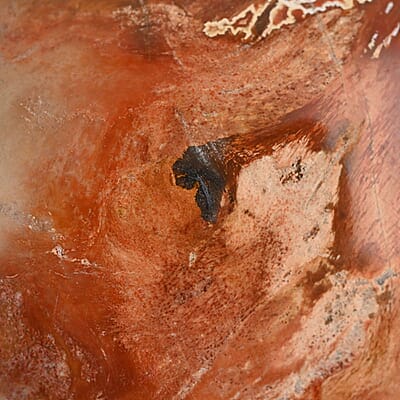 Petrified Wood Palm Stone -M Approx. 625ctw