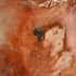 Petrified Wood Palm Stone -M Approx. 625ctw image number 3