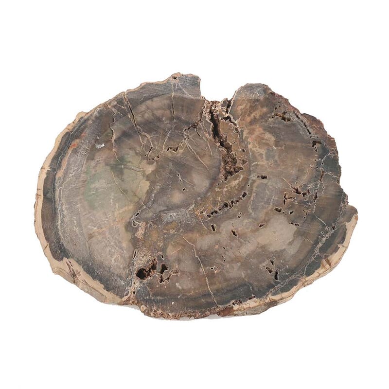 Petrified Wood 4 Inches Slab Approx 1190 ctw