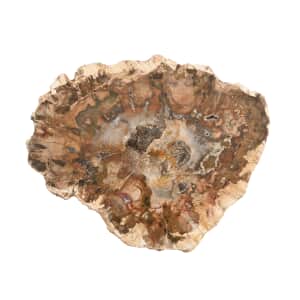 Petrified Wood 5 Inches Slab Approx. 2120 ctw